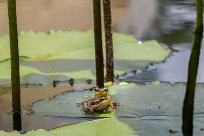 Close-up of leaves floating on water