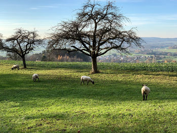 Sheep grazing in a field