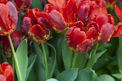 Close-up of red tulips blooming in park