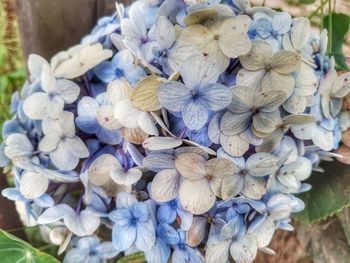 Close-up of hydrangea