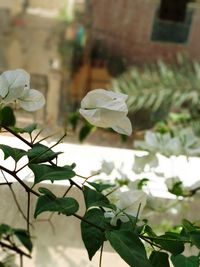 Close-up of white flowers blooming outdoors