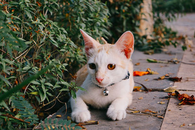 Portrait of cat