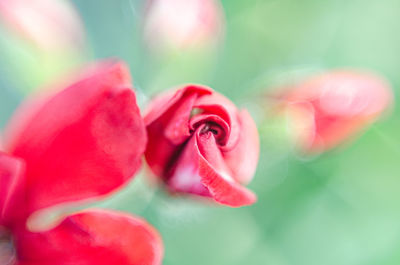 Close-up of pink rose