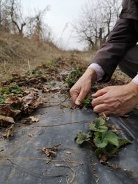 Cropped hand of man holding leaves on field