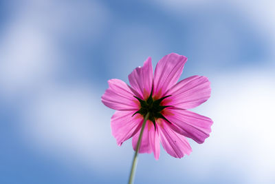 Close-up of pink cosmos flower