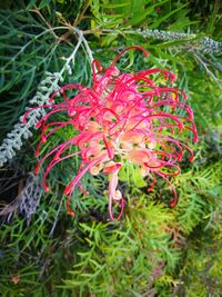 Close-up of red flowers blooming outdoors