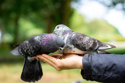 Pigeons eating nuts from hand