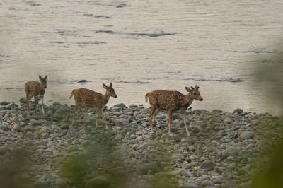 Deer standing in a lake