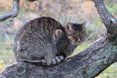 Close-up of a cat on tree trunk