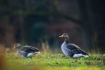 Ducks on grass