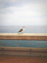 Seagull perching on railing against sky