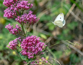 Close-up of butterfly pollinating on purple flowering plant