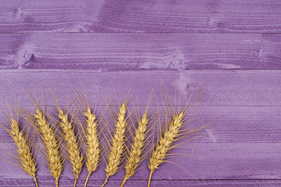 High angle view of corn on table