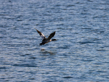 Goosander flying over sea