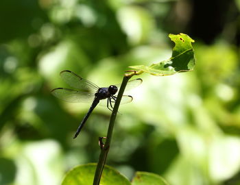 Close-up of butterfly on leaf