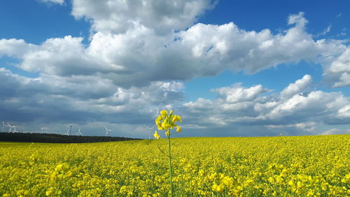 Scenic view of oilseed rape field against sky