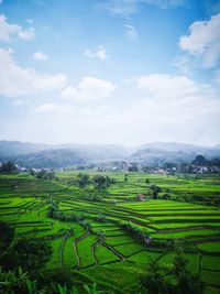 Scenic view of agricultural field against sky