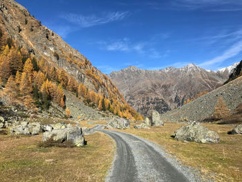 Yellow colored larches in a mountain landscape