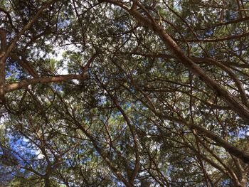 Low angle view of trees in forest