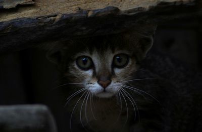 Close-up portrait of cat by sea