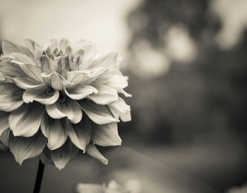 Macro shot of flower