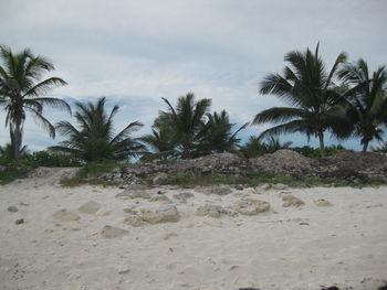 Palm trees on beach against sky