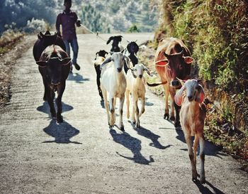 Shepherd boy with herd walking on road country road during sunny day