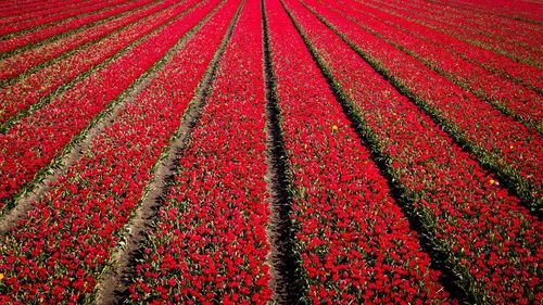 High angle view of fresh red field