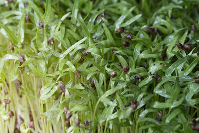 Full frame shot of fresh green leaves