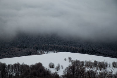 Trees on snow covered landscape