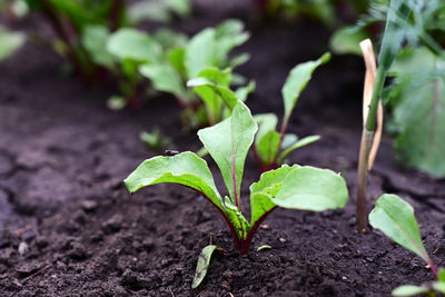 Close-up of plant