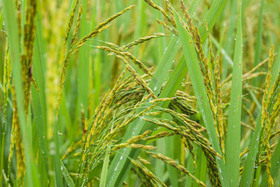 Close-up of rice crops