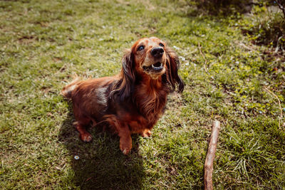 Portrait of dog on field