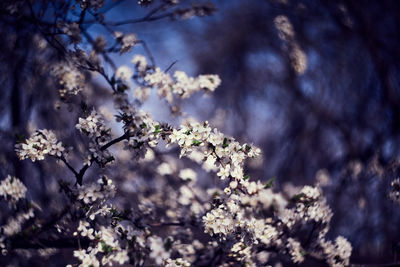 Close-up of cherry blossoms in spring