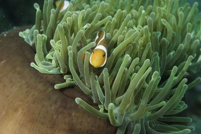 Close-up of coral in sea