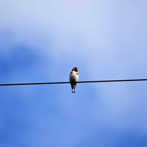 Low angle view of bird perching on cable against sky