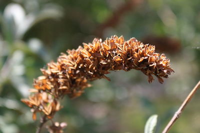 Close-up of orange flowering plant leaves during autumn