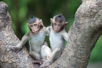 Cute monkeys in the forest
