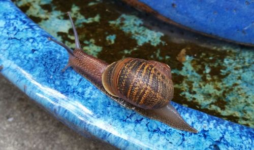 Close-up of snail