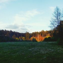 Trees on field against sky