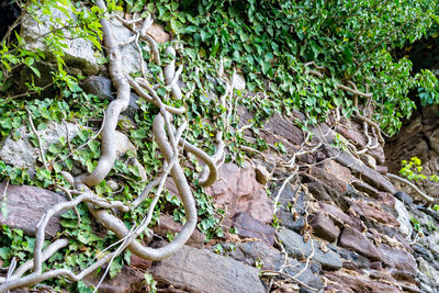 Close-up of tree roots in forest