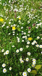 Full frame shot of daisy flowers blooming in field