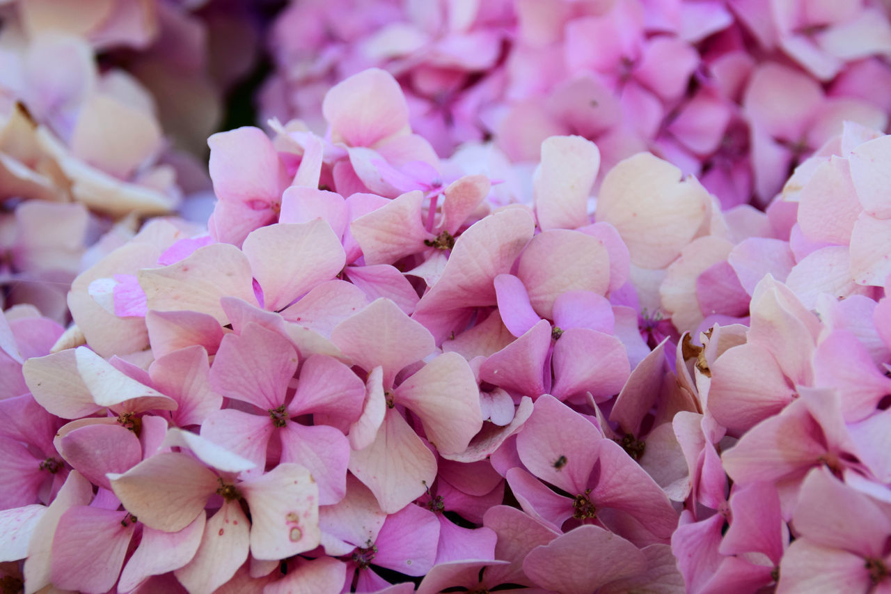 CLOSE-UP OF PINK HYDRANGEA HYDRANGEAS