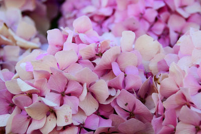 Close-up of pink hydrangea flowers