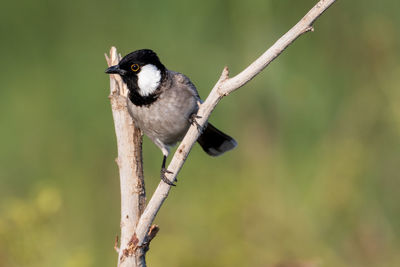 Close-up of bird perching on branch