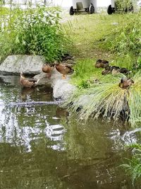 Birds in lake