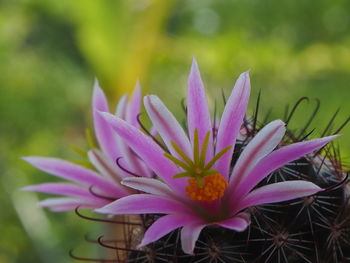 Close-up of pink flower