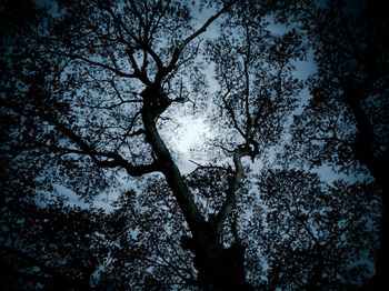 Low angle view of trees in forest against sky