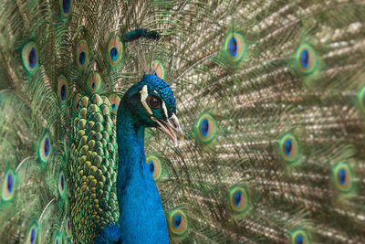 Detail shot of peacock