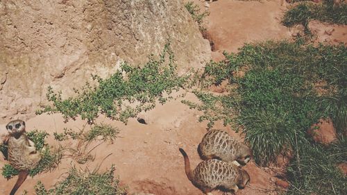 High angle view of lizard on sand at beach